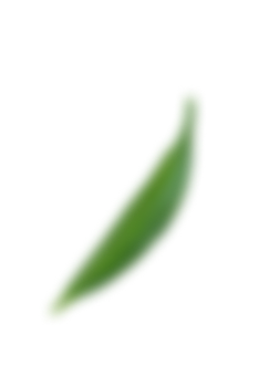 Decorative Leaf